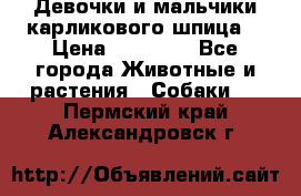 Девочки и мальчики карликового шпица  › Цена ­ 20 000 - Все города Животные и растения » Собаки   . Пермский край,Александровск г.